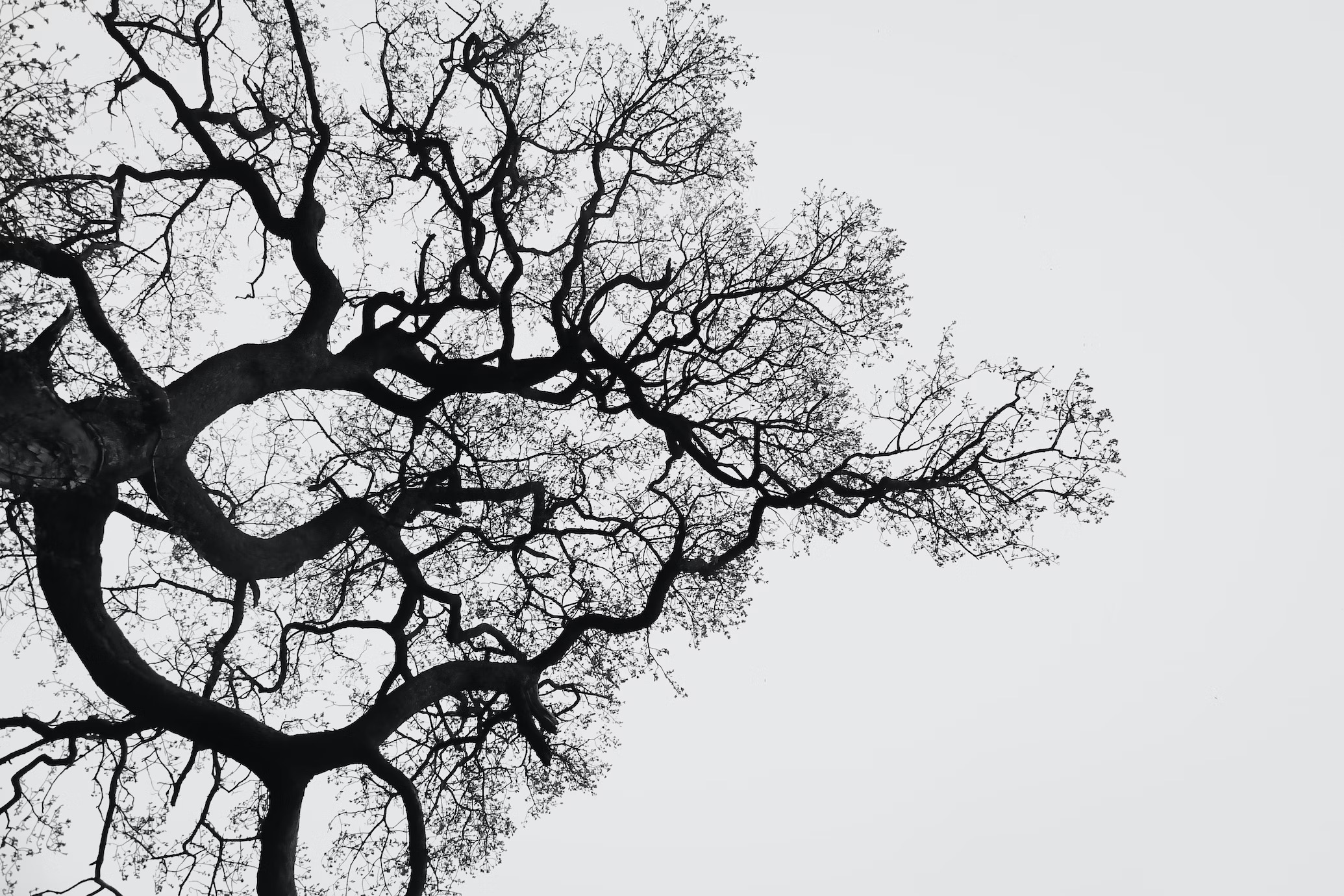 Photo of tree's branches.