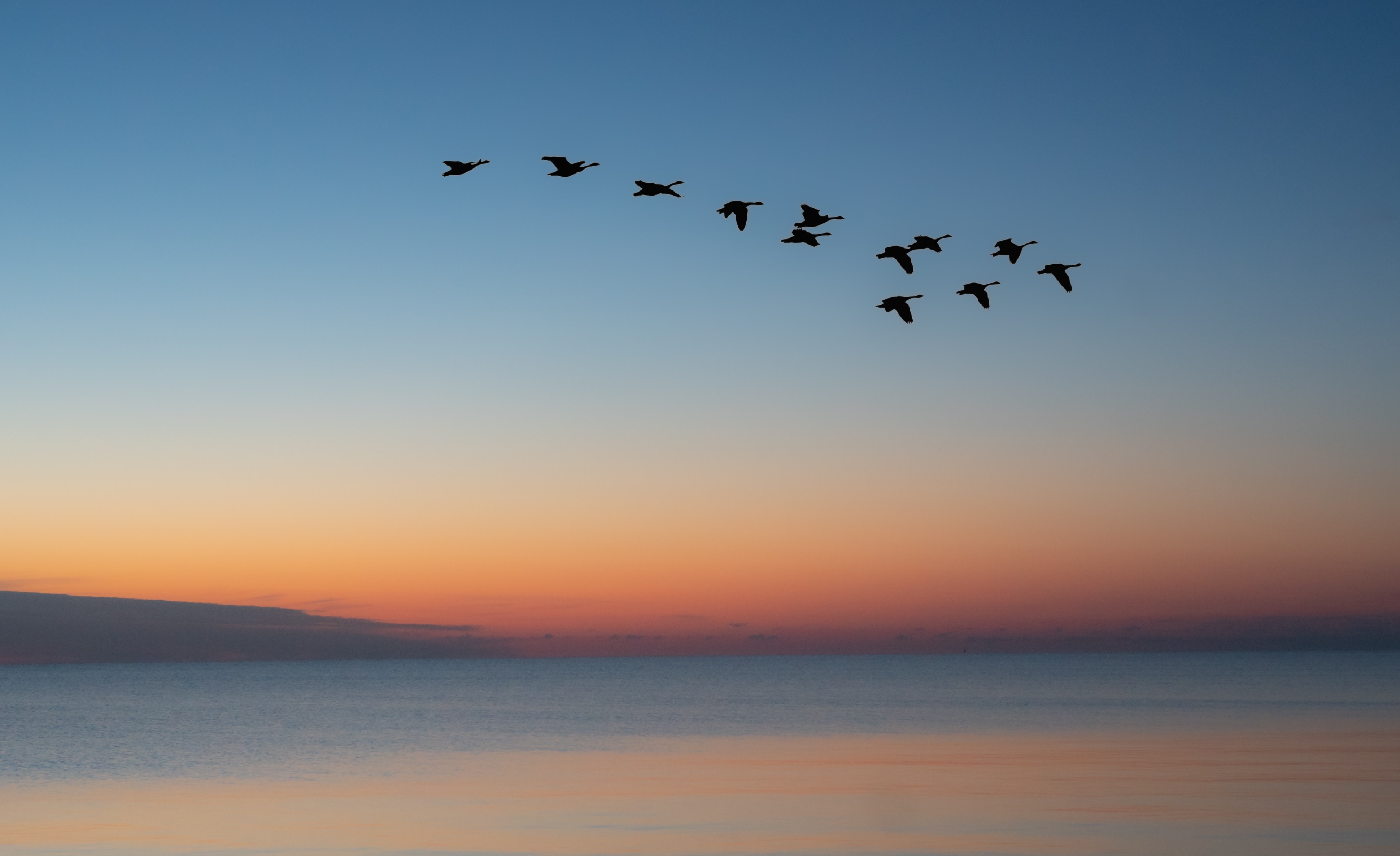 Birds flying over the sea during sunset